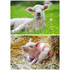 Ravensburger - Unsere Nutztiere - 2x12 Teile - Puzzles