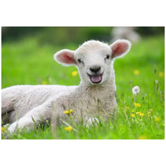 Ravensburger - Unsere Nutztiere - 2x12 Teile - Puzzles