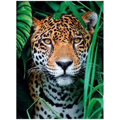 Clementoni High Quality Collection - Jaguar In The Jungle 500 Pcs Puzzle