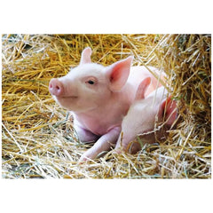 Ravensburger - Our Farm Animals - 2x12 Pieces - Puzzles