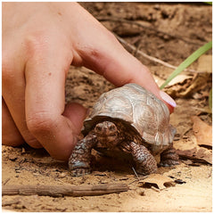 Schleich - Wild Life - Reusachtige Schildpad - Actie- en Speelgoedfiguren - 14824