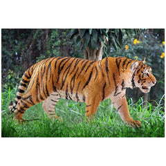 Schleich - Wild Life - Tiger - Action- und Spielzeugfiguren - 14729