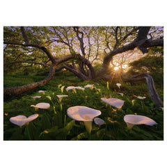Heye - Puzzle Calla Clearing - Puzzles - 14+ - HEY29906