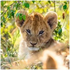 Ravensburger - Panda Tiger And Lion - 3x49 Pieces - Puzzles