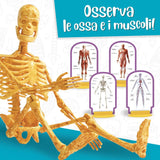 Lisciani - I'm A Genius Scienza Pocket Scopri Il Corpo Umano LSC100224 - Italian Edition