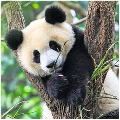 Ravensburger - Panda Tiger und Löwe - 3x49 Teile - Puzzles